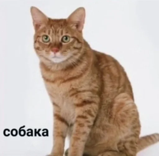 🗿 Стикер «ОК МЕМ 2.0» для Telegram