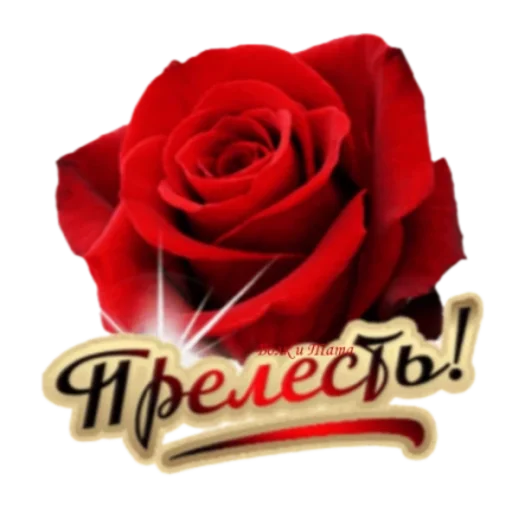 🌹 Стикер «Классные слова» для Telegram