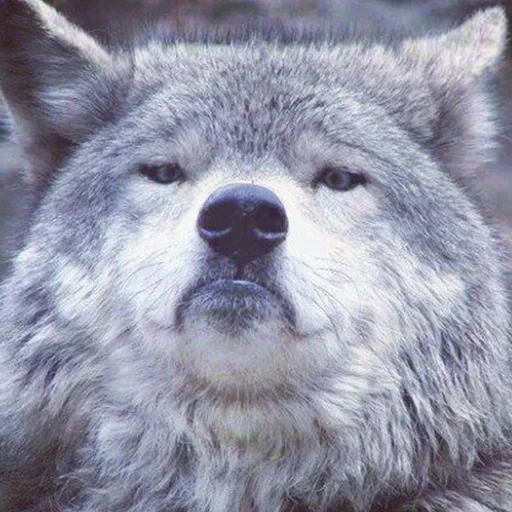 🐺 Стикер «старые мемчики» для Telegram