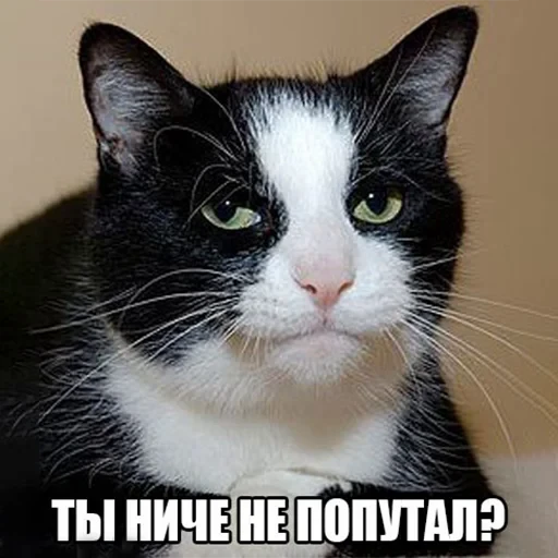 🫵 Стикер «старые мемчики» для Telegram