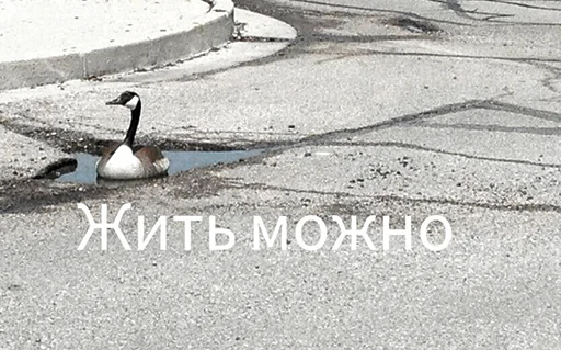 🦢 Стикер «старые мемчики» для Telegram
