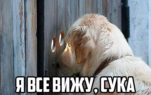 👁 Стикер «старые мемчики» для Telegram