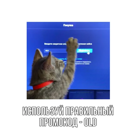 🐈 Стикер «Rush Royale memes» для Telegram