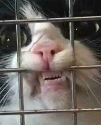 😡 Стикер «badabing badaboom» для Telegram