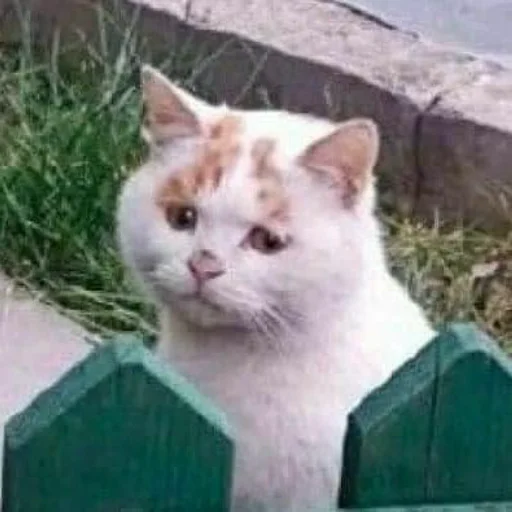 😞 Стикер «badabing badaboom» для Telegram