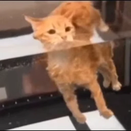 🐱 Стикер «oleg» для Telegram