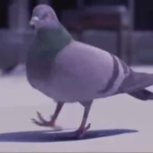 🐦 Стикер «oleg» для Telegram