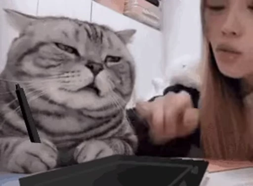 🐈‍⬛ Стикер «Animated Stickers» для Telegram
