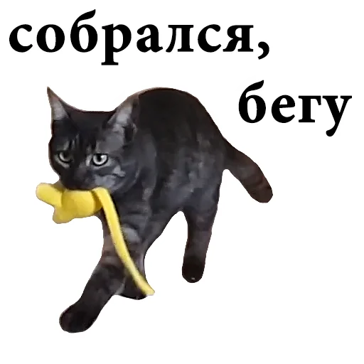 🏃 Стикер «onix» для Telegram