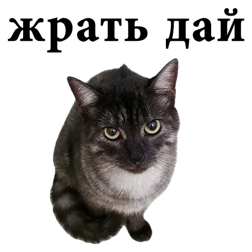 🍟 Стикер «onix» для Telegram