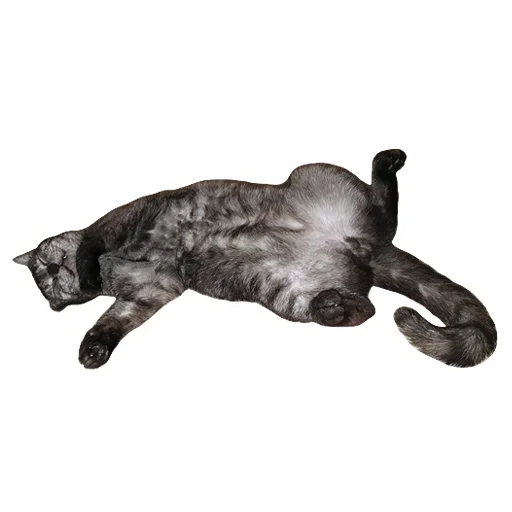 💤 Стикер «onix» для Telegram