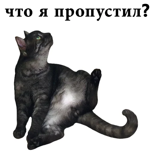 🤔 Стикер «onix» для Telegram