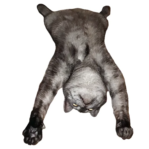 🙃 Стикер «onix» для Telegram