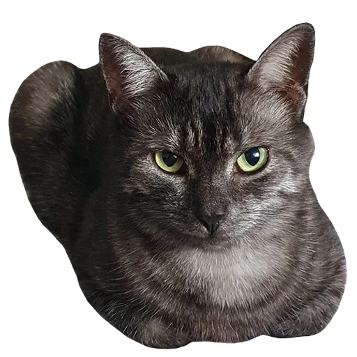 🤨 Стикер «onix» для Telegram