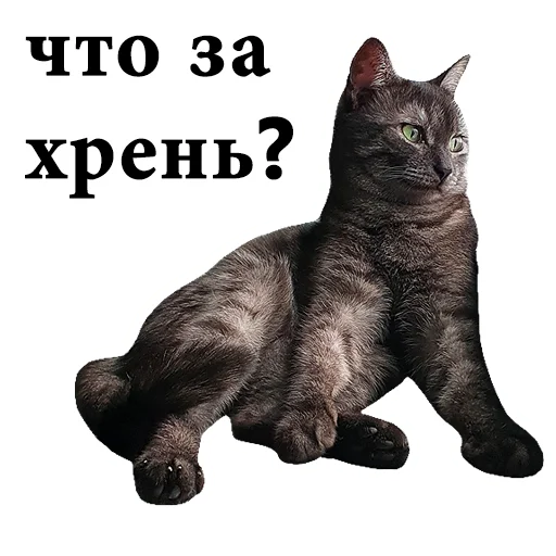 😨 Стикер «onix» для Telegram
