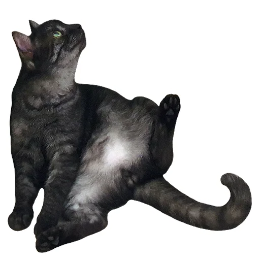 🤔 Стикер «onix» для Telegram