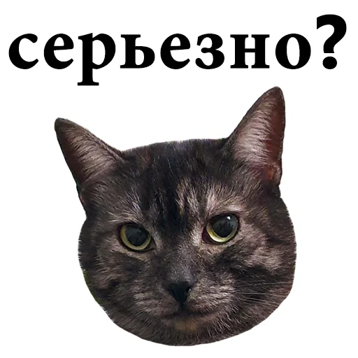 🤷‍♀️ Стикер «onix» для Telegram