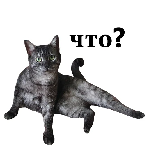 🤨 Стикер «onix» для Telegram