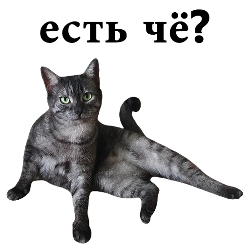 😏 Стикер «onix» для Telegram