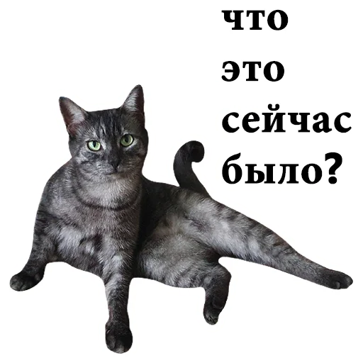 🧐 Стикер «onix» для Telegram