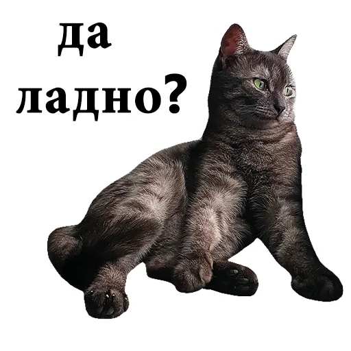 😱 Стикер «onix» для Telegram