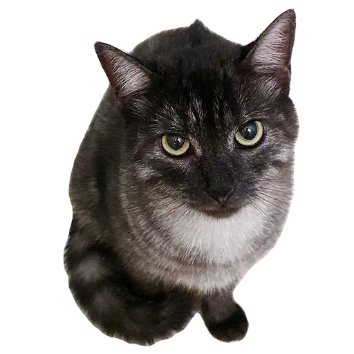 🙄 Стикер «onix» для Telegram