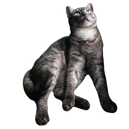 🙄 Стикер «onix» для Telegram