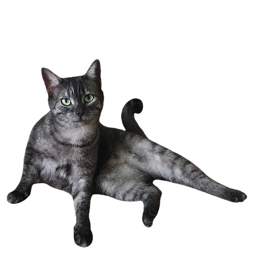 🧐 Стикер «onix» для Telegram