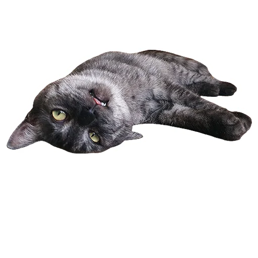 😴 Стикер «onix» для Telegram