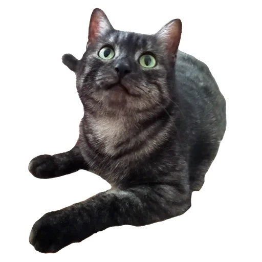 ☺️ Стикер «onix» для Telegram