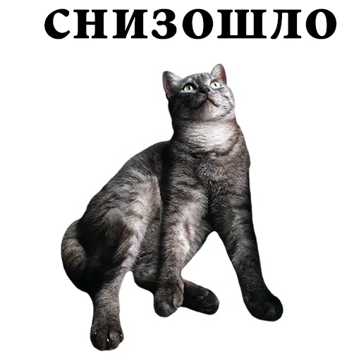 😇 Стикер «onix» для Telegram