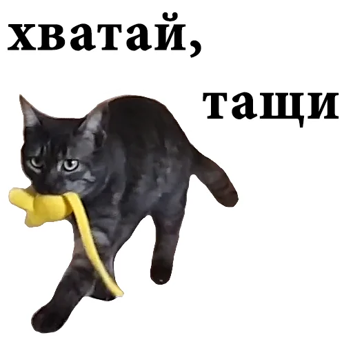 💪 Стикер «onix» для Telegram