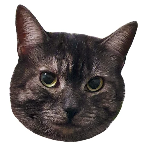 🤷‍♀️ Стикер «onix» для Telegram