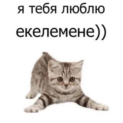 ❤️ Стикер «на милом» для Telegram