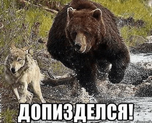 😡 Стикер «opentillate 11 11 1» для Telegram