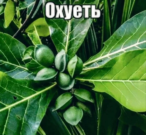 😳 Стикер «opentillate 11 11 1» для Telegram