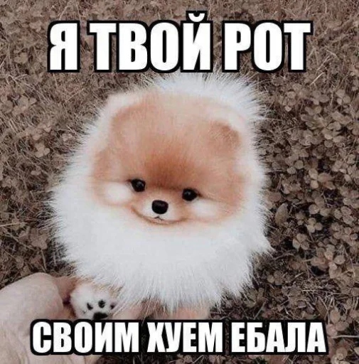 🖕 Стикер «opentillate 11 11 1» для Telegram