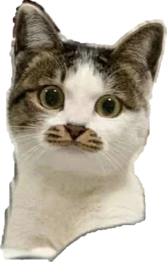 🐱 Стикер «opgdobro» для Telegram