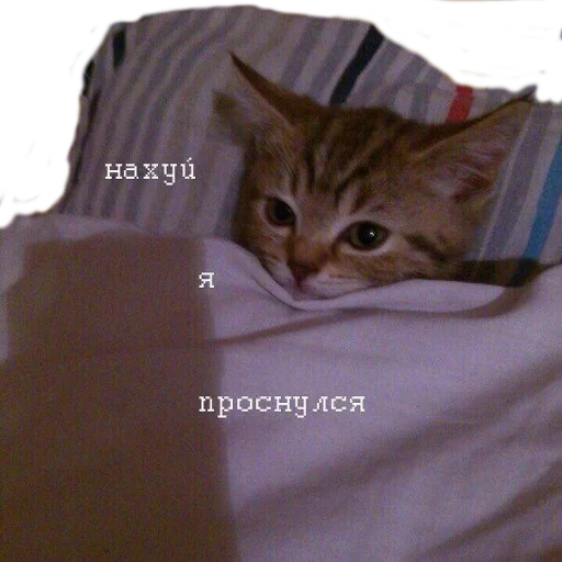 😦 Стикер «opgdobro» для Telegram