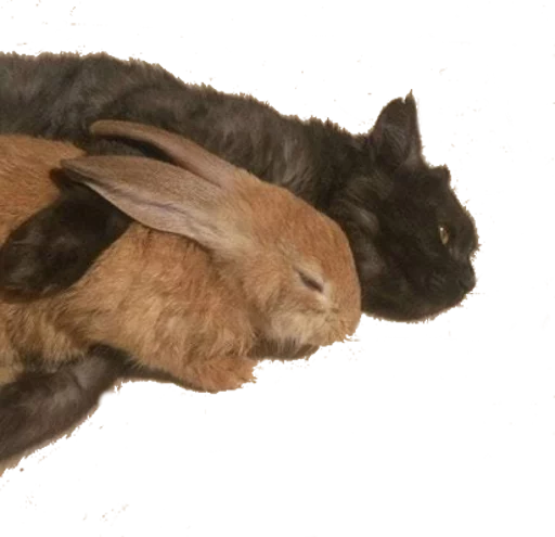 🐱 Стикер «opgdobro» для Telegram