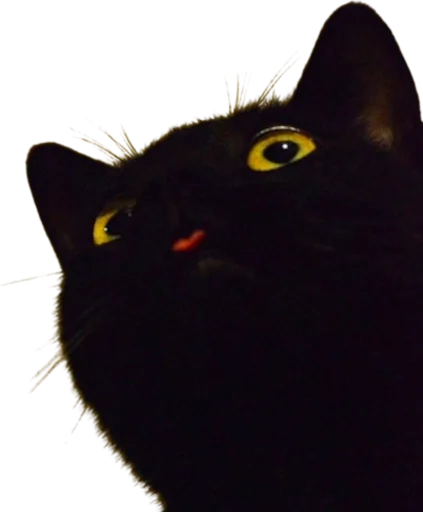 🐱 Стикер «opgdobro» для Telegram