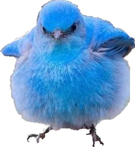 🐦 Стикер «opgdobro» для Telegram