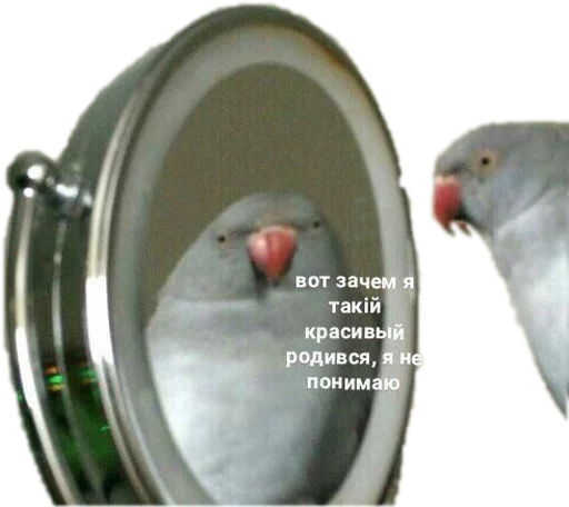 😳 Стикер «opgdobro» для Telegram
