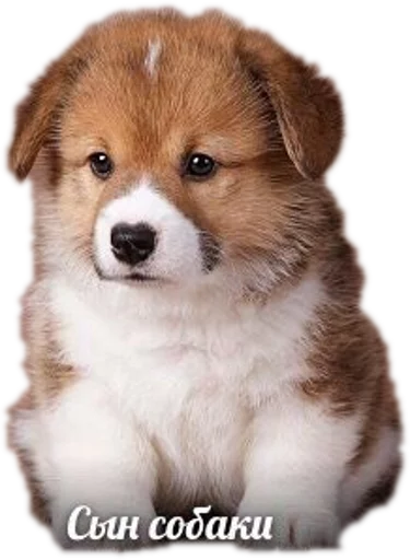 🐶 Стикер «opgdobro» для Telegram