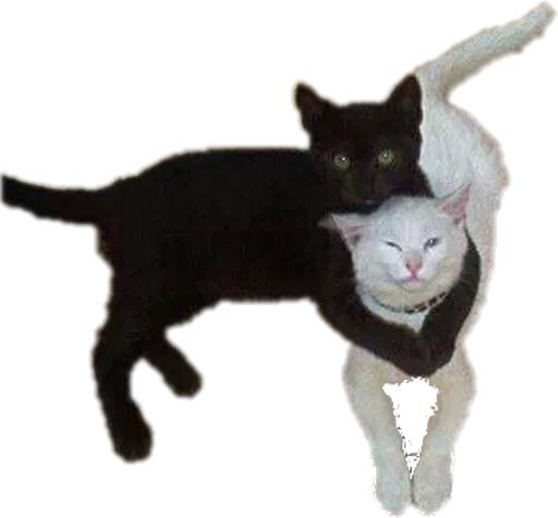 🐈 Стикер «opgdobro» для Telegram