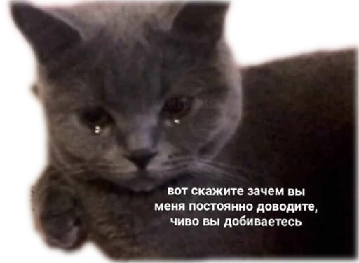 😢 Стикер «opgdobro» для Telegram