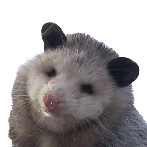 💻 Стикер «Opossum Coming» для Telegram