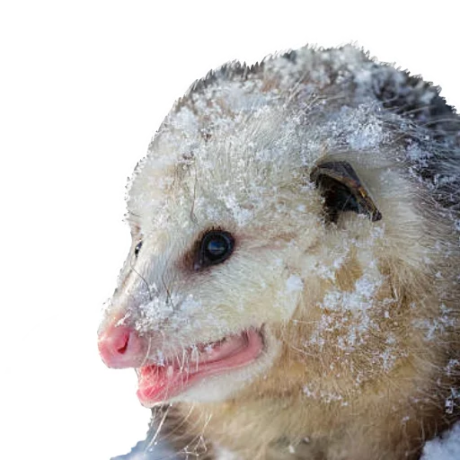 😝 Стикер «Opossum Coming» для Telegram