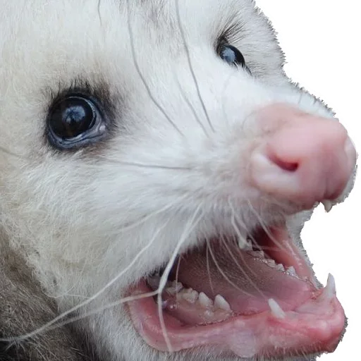😝 Стикер «Opossum Coming» для Telegram