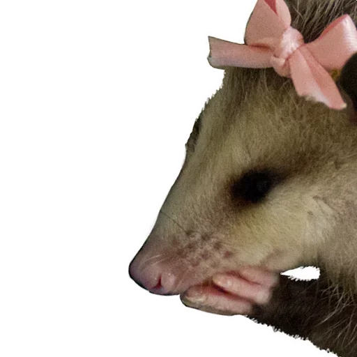 😝 Стикер «Opossum Coming» для Telegram